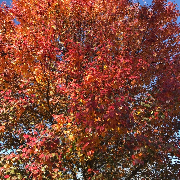 Meet your Posher, Jennifer - Picture 1 of 1